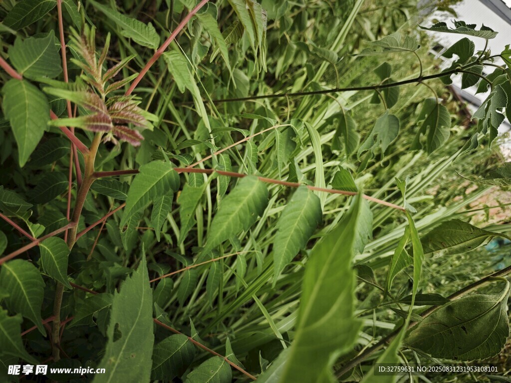繁茂绿植生机盎然