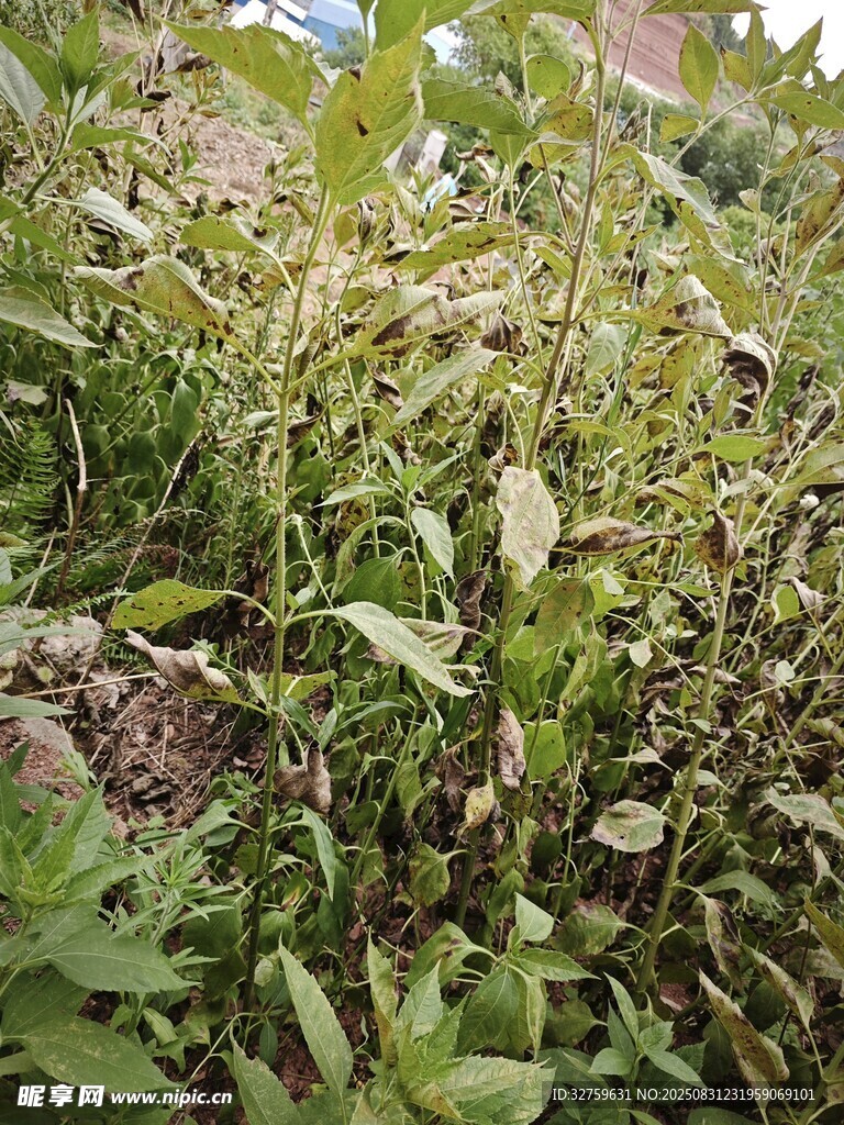 繁茂绿植景观