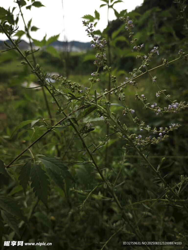 野外繁茂绿植景观