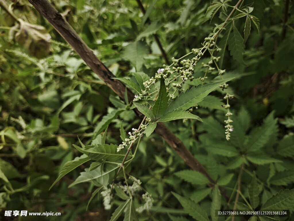 绿叶间的细碎白色小花