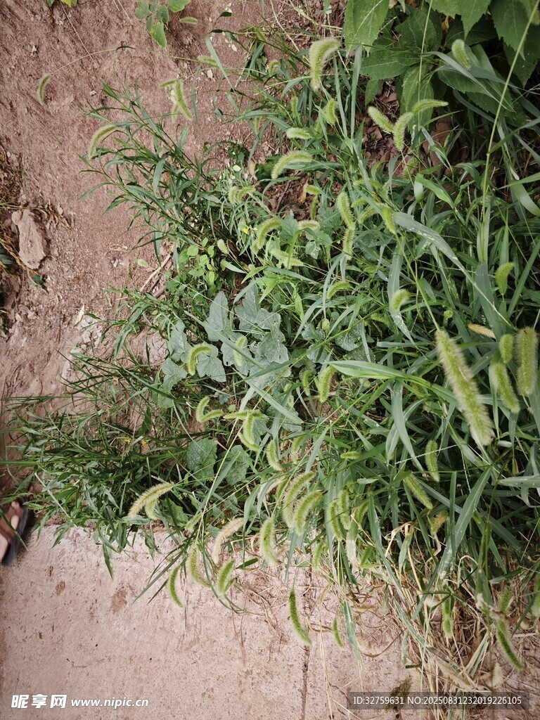 地面上的一丛绿色野草