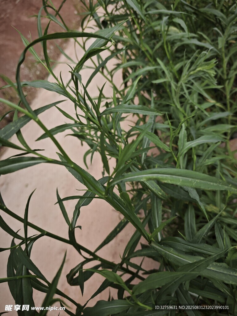 绿叶植物特写