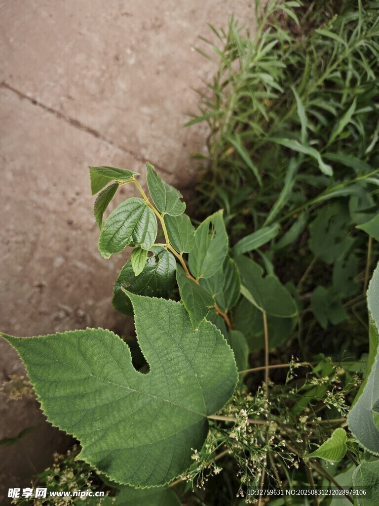 墙角绿植生机盎然