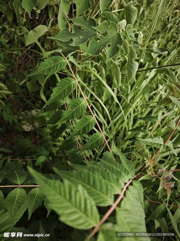 茂密绿植特写