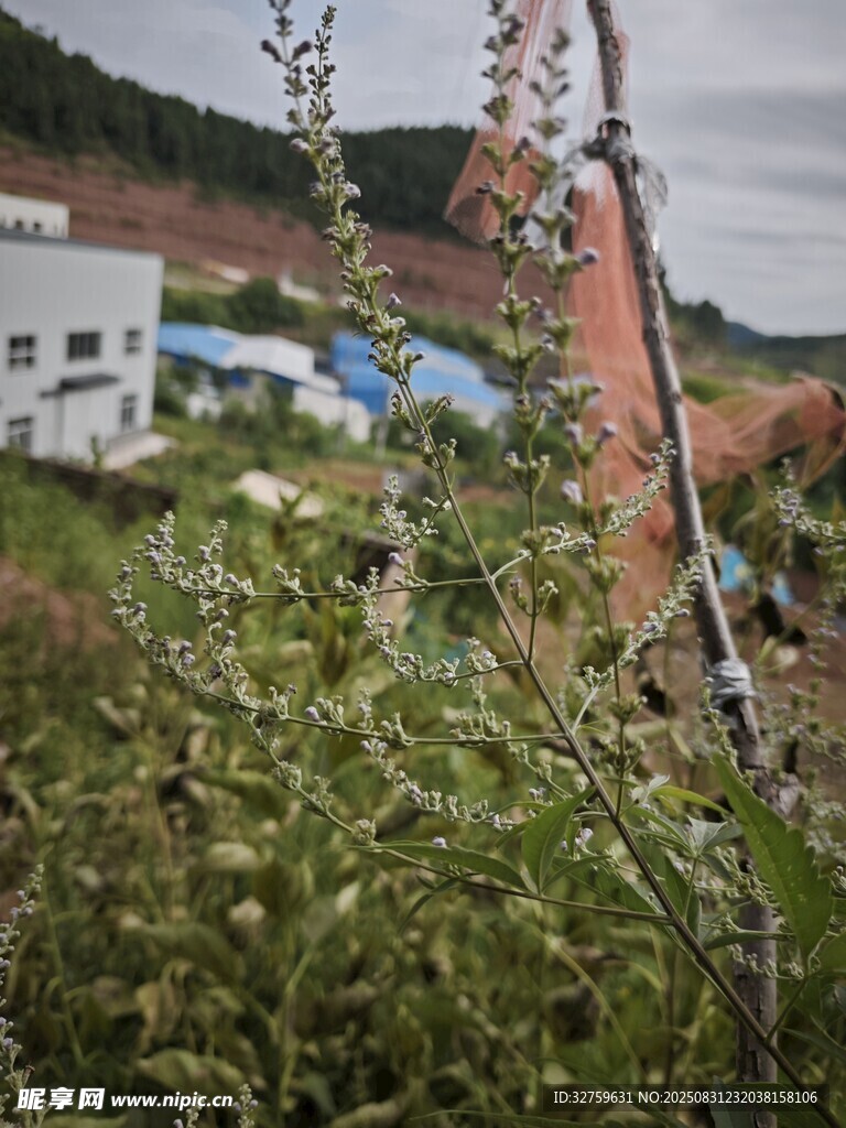 乡村绿植旁的建筑景观