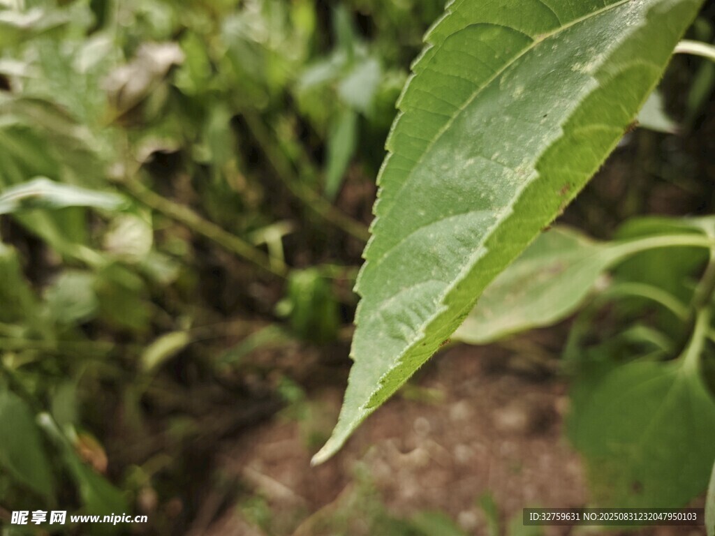 嫩绿叶片特写