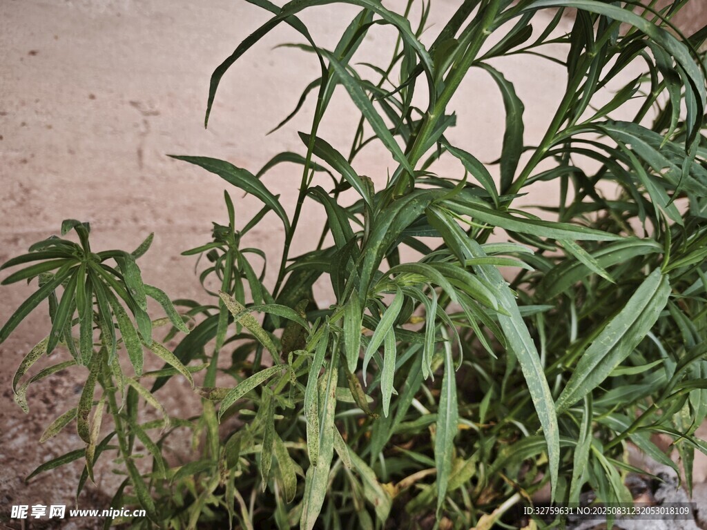 翠绿植物特写
