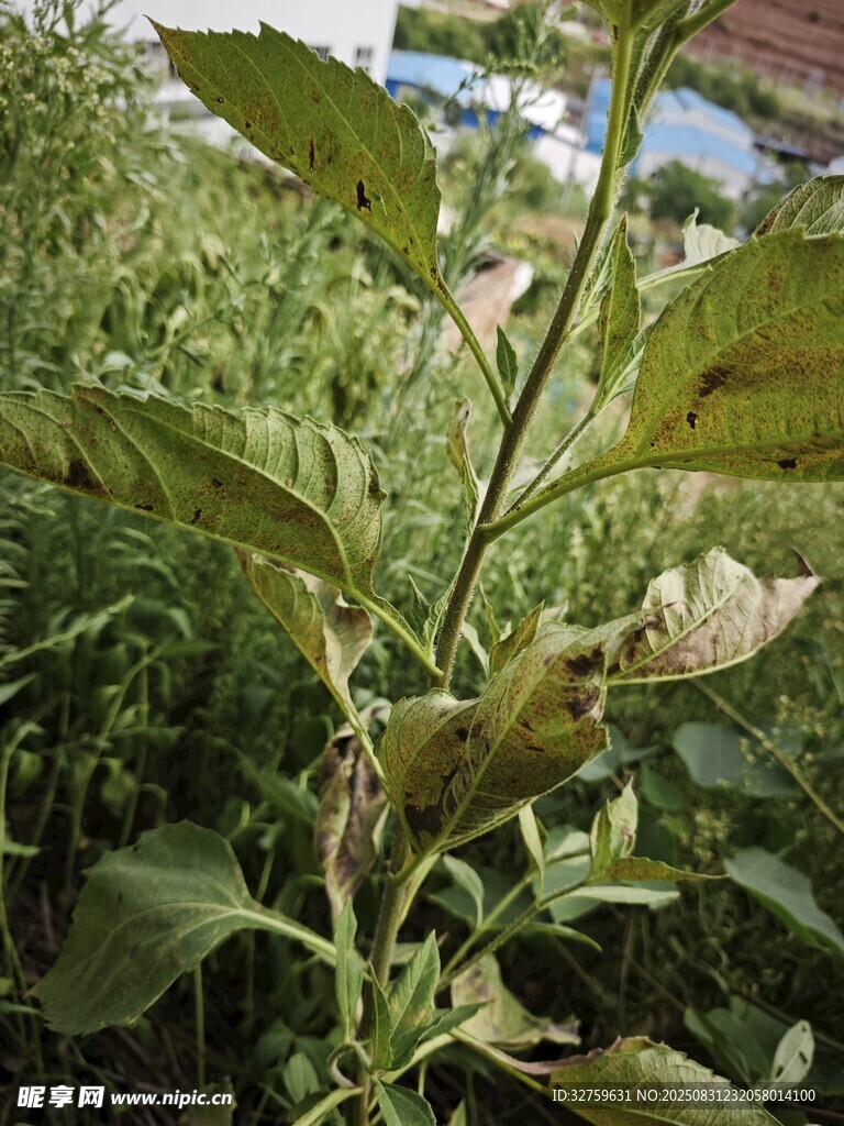 绿叶植物特写