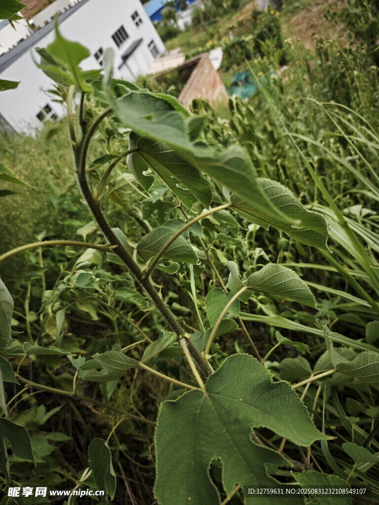 田间嫩绿辣椒植株
