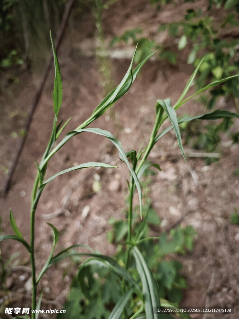 嫩绿植物枝条特写