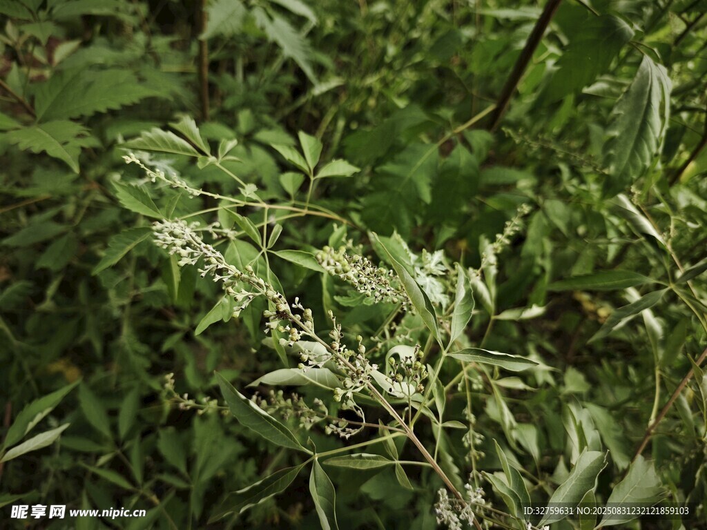 茂密绿植中的清新景象