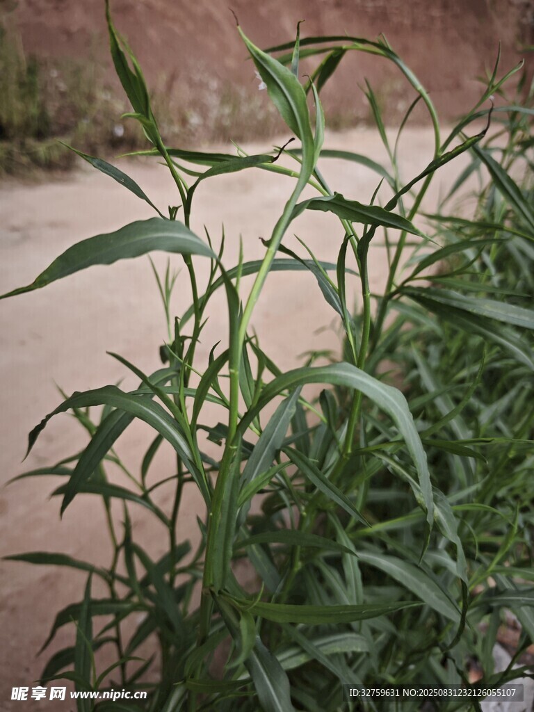 墙边生长的翠绿竹子