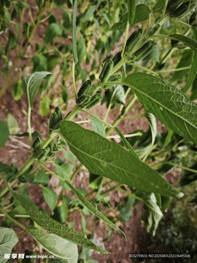 嫩绿枝叶植物特写