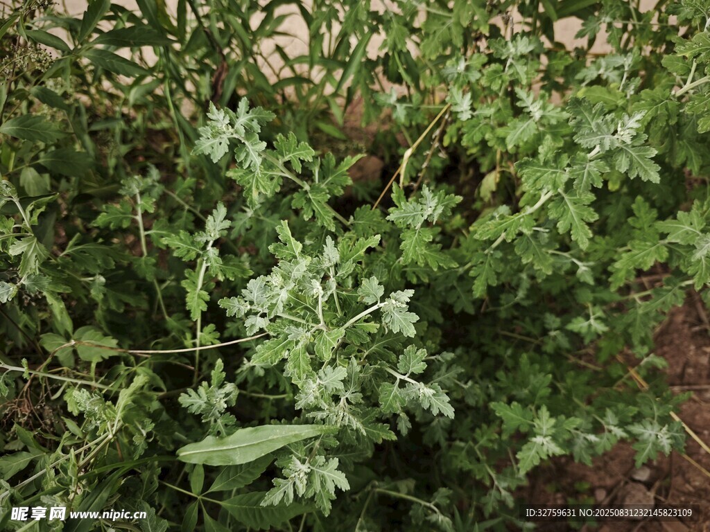 野外生长的绿色植物