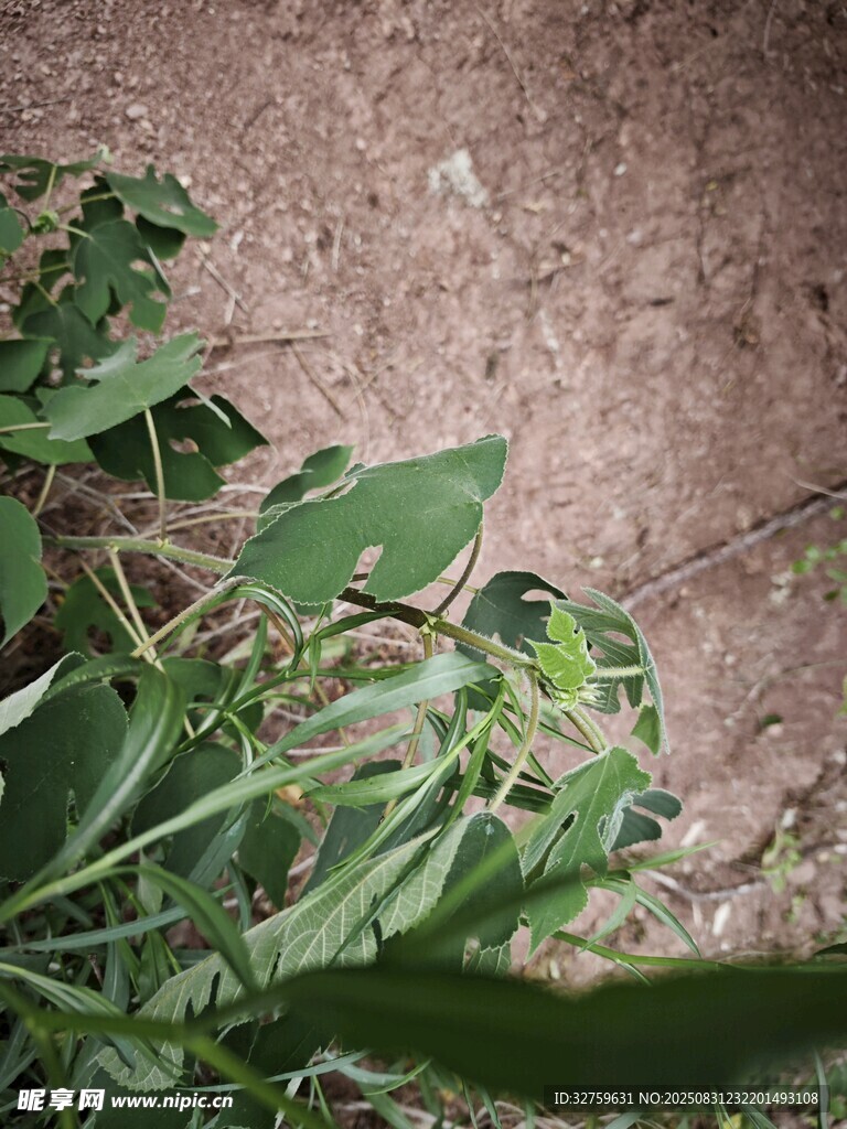 地面上的绿色植物