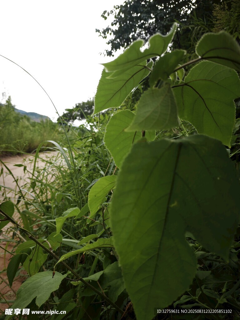 路边繁茂的绿色植物