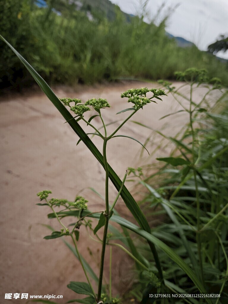 路边野草特写