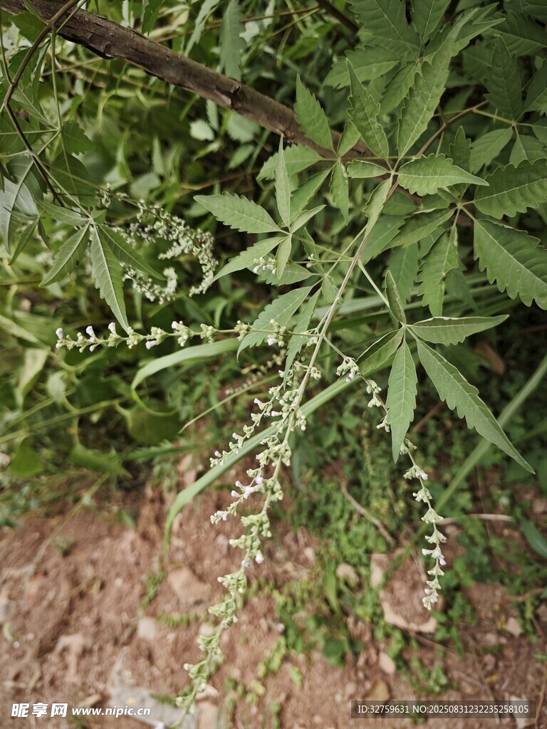 绿叶繁茂的植物