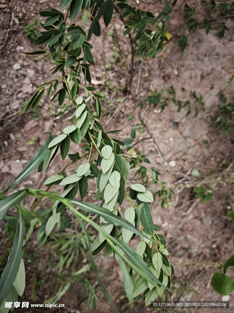 地面上的枯萎植物枝叶