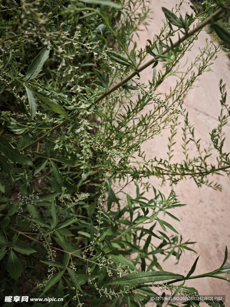 墙边绿植特写