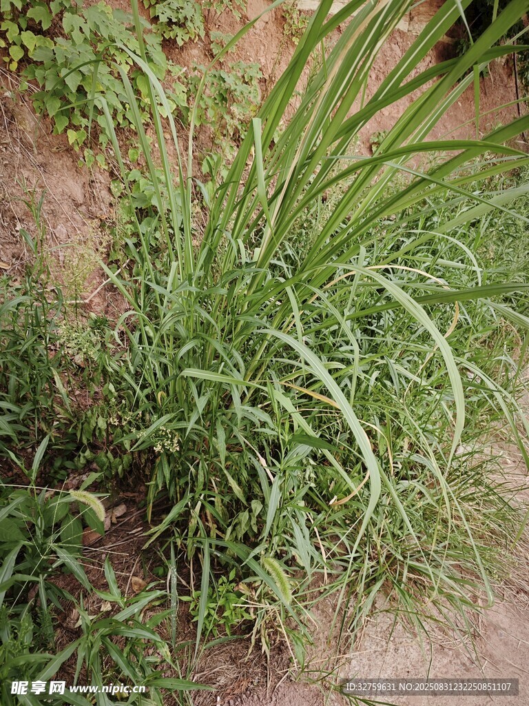 墙边生长的茂盛绿色野草