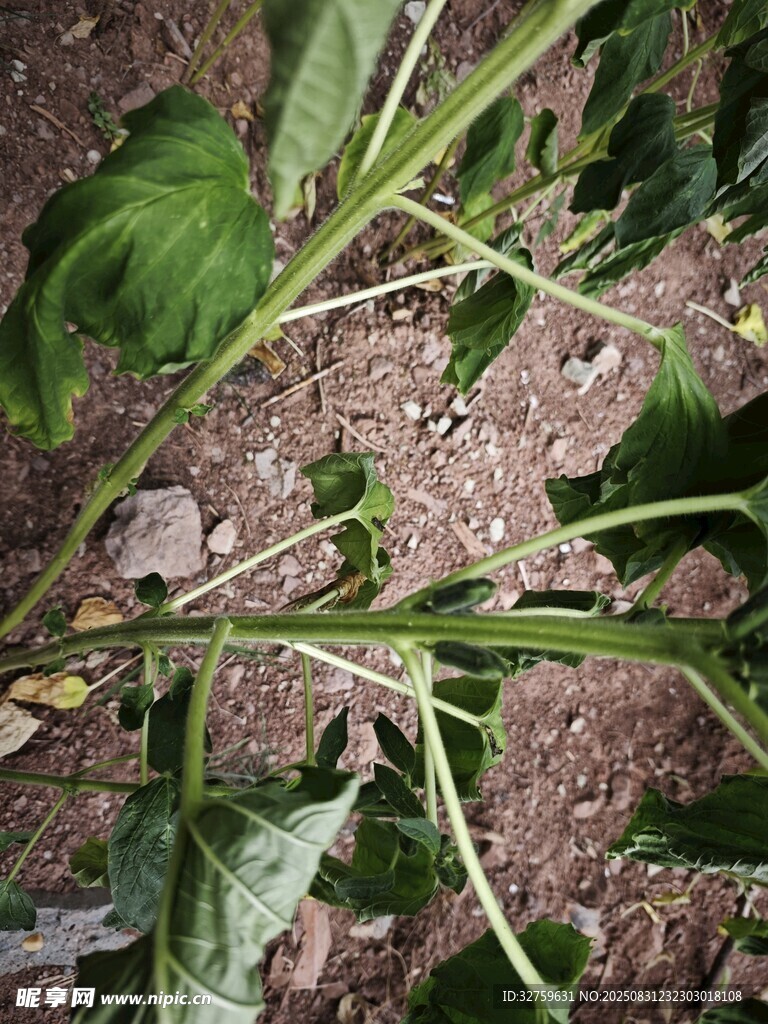 地面上的绿色植物枝叶