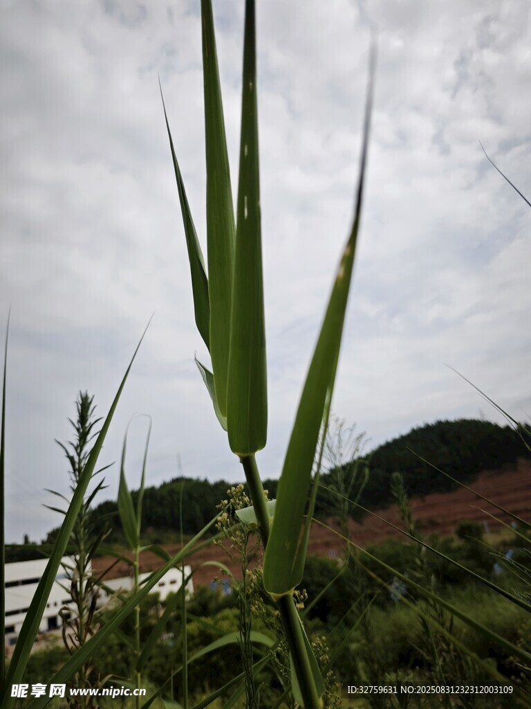 田野间的嫩绿禾苗