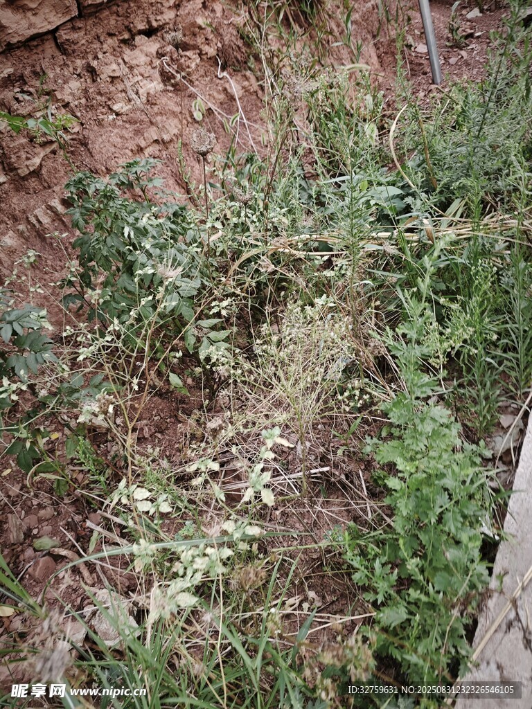 野外生长的杂草植物