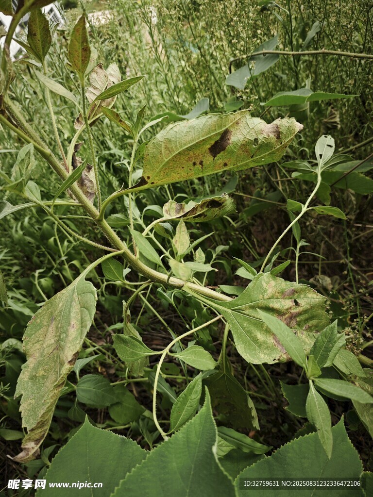 野外绿植特写