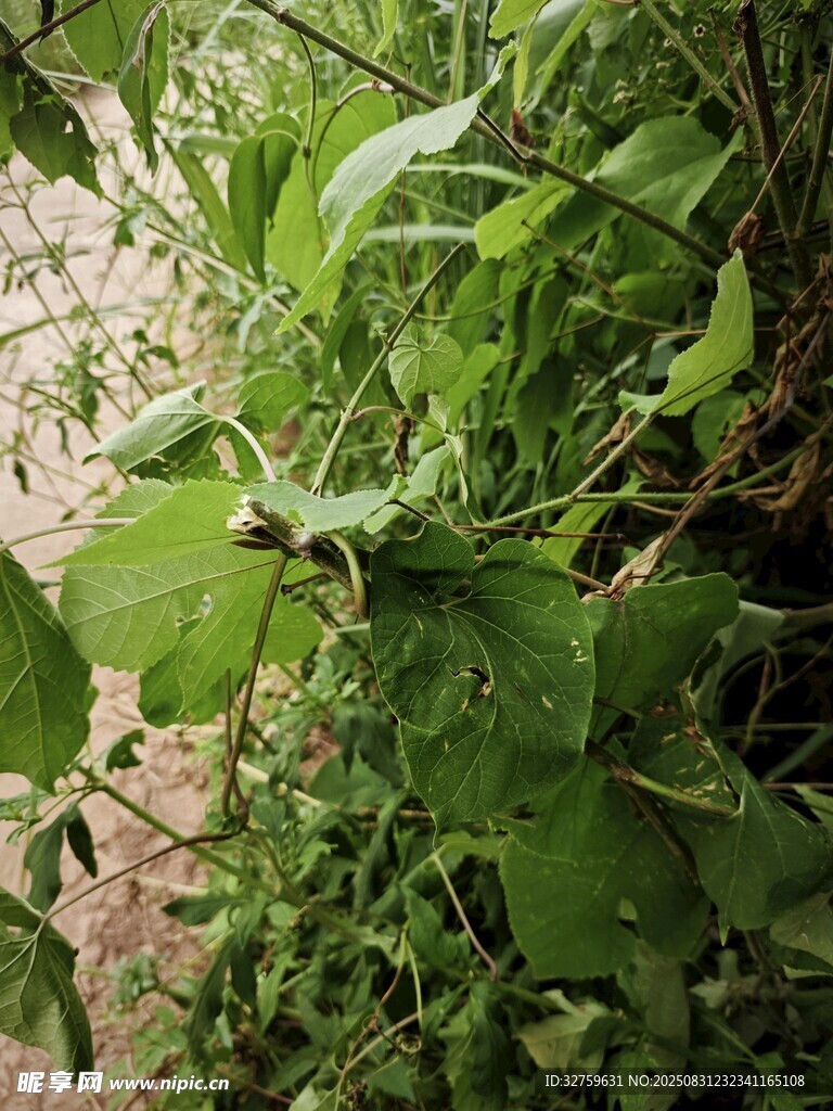 绿叶繁茂的植物景象
