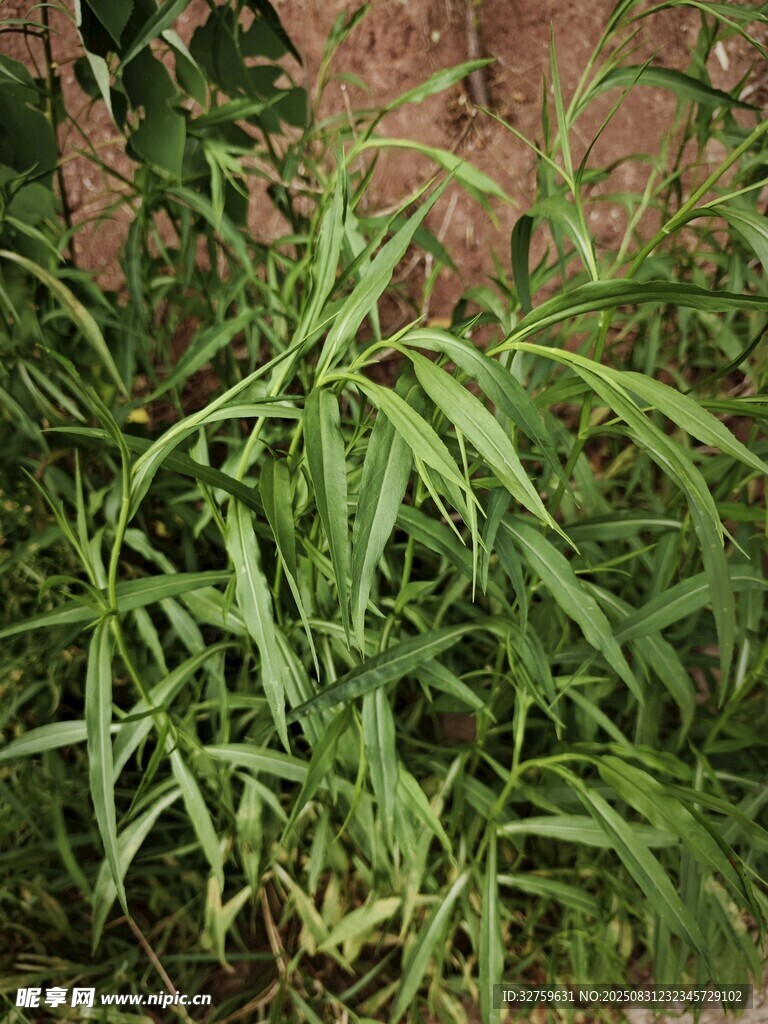翠绿竹叶