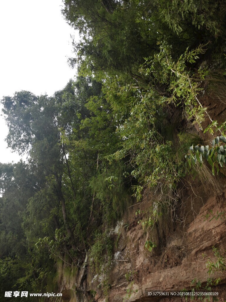 峭壁上的繁茂绿植
