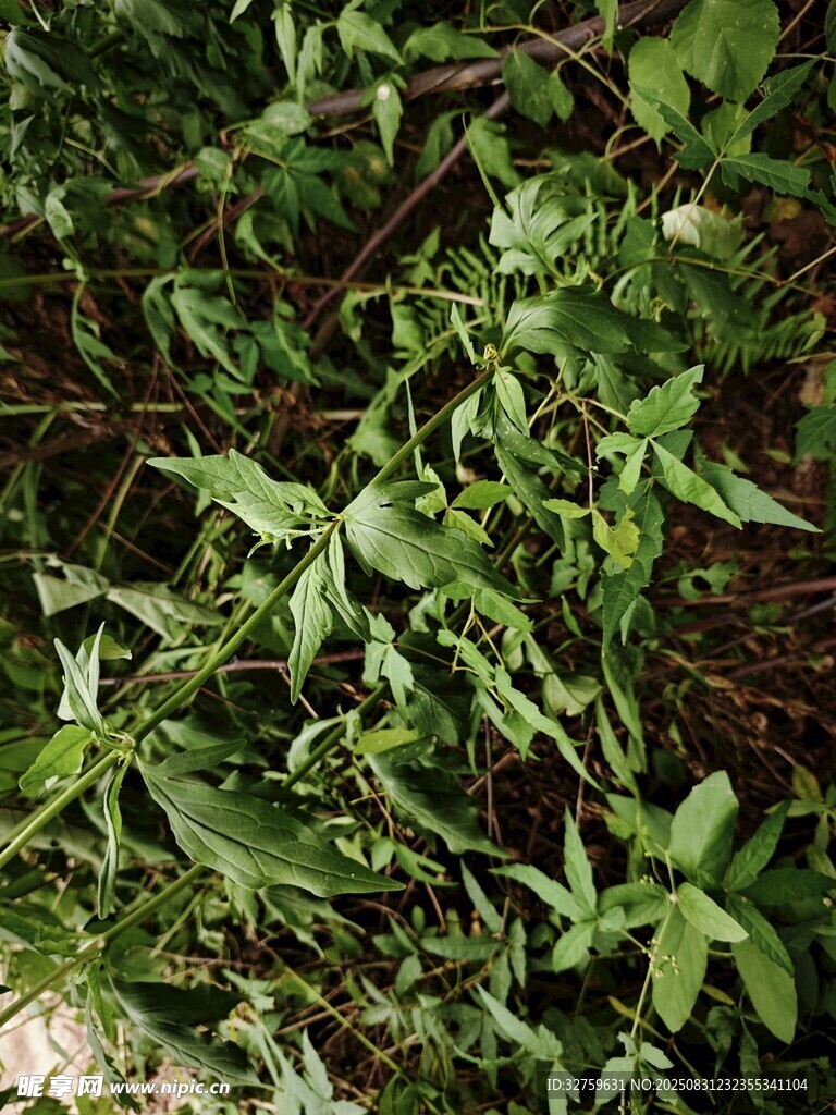 翠绿繁茂的植物枝叶