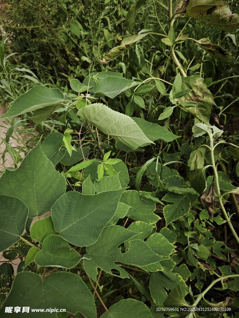 绿叶繁茂的植物景象
