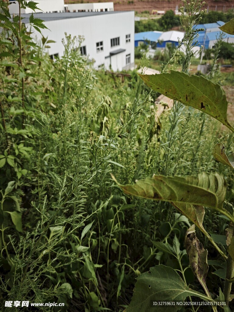 田野中的茂盛绿色植物