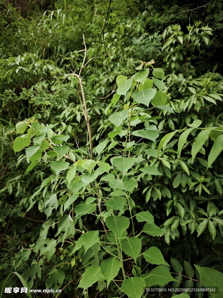 茂密绿植景观
