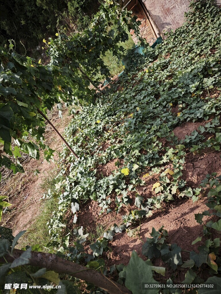 山坡绿植景观