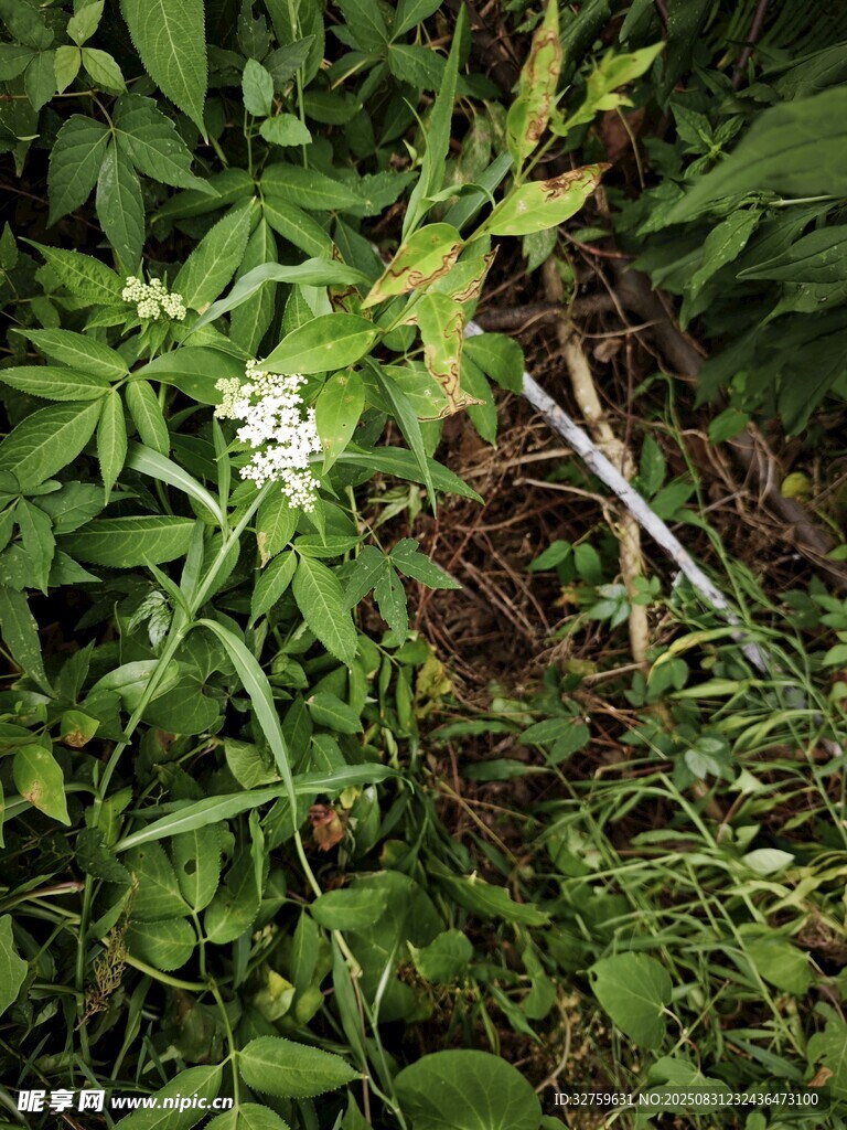 绿叶丛中的白色小花