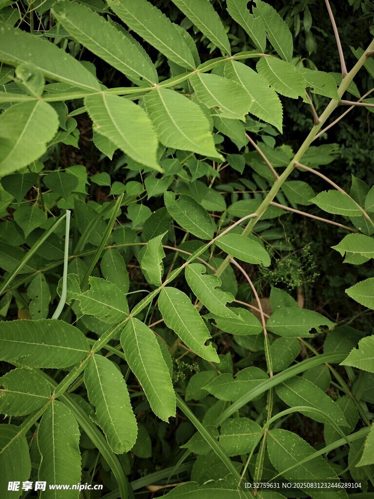翠绿繁茂的蕨类植物枝叶