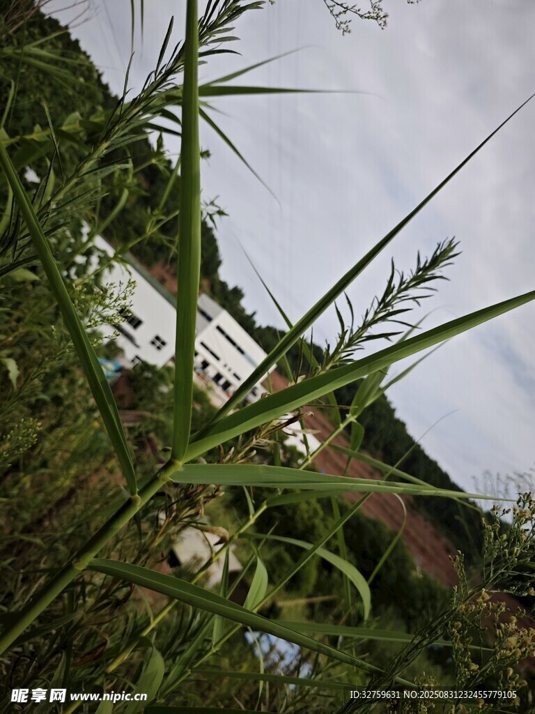 野外绿植风景
