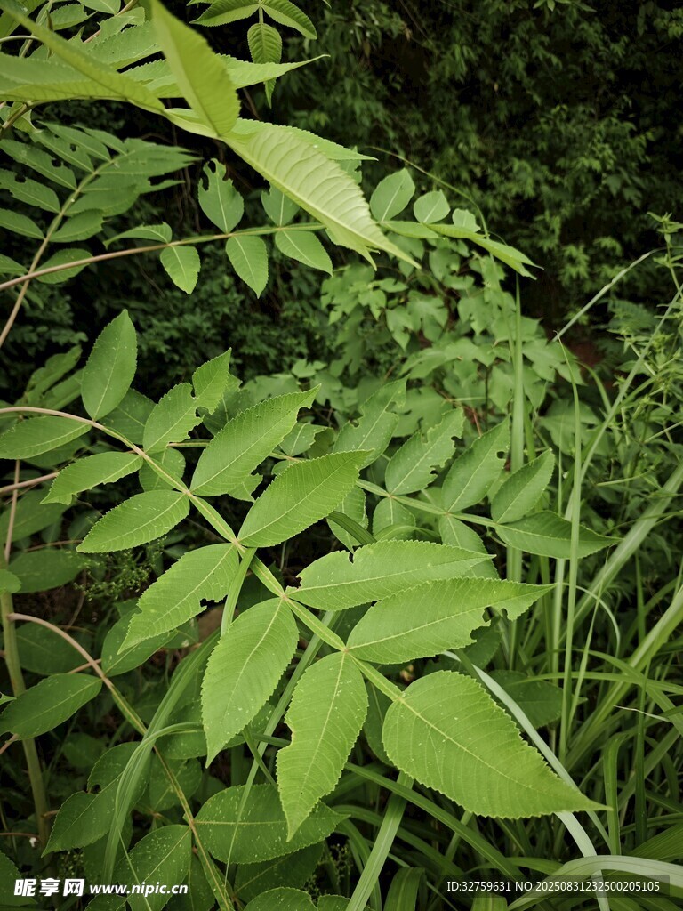 翠绿繁茂的植物枝叶