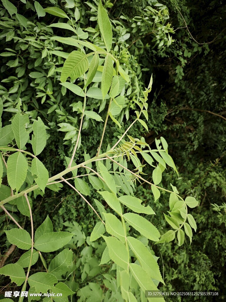 翠绿枝叶的自然景致