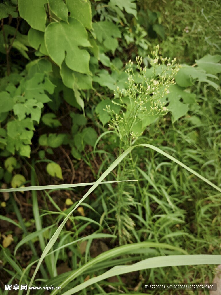 繁茂绿植
