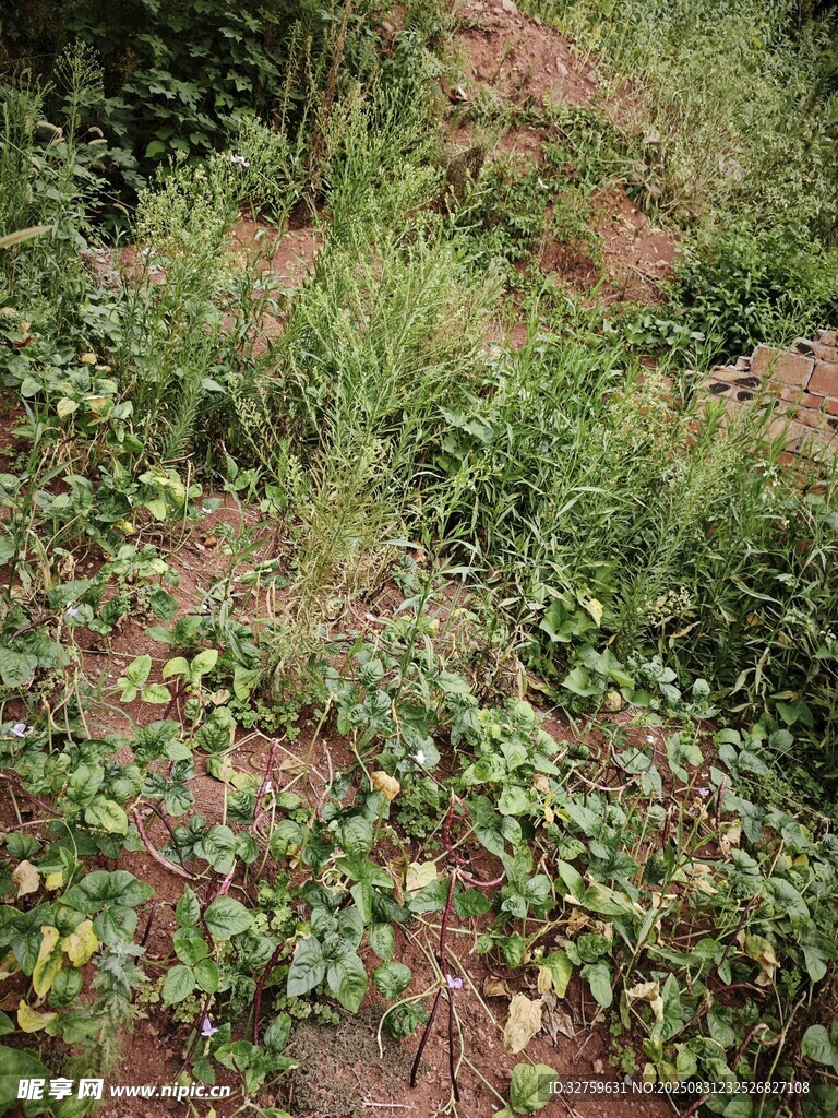 山坡上繁茂的绿色植物