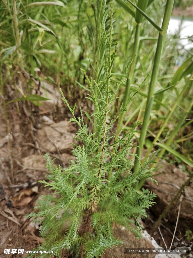 野外生长的绿色植物