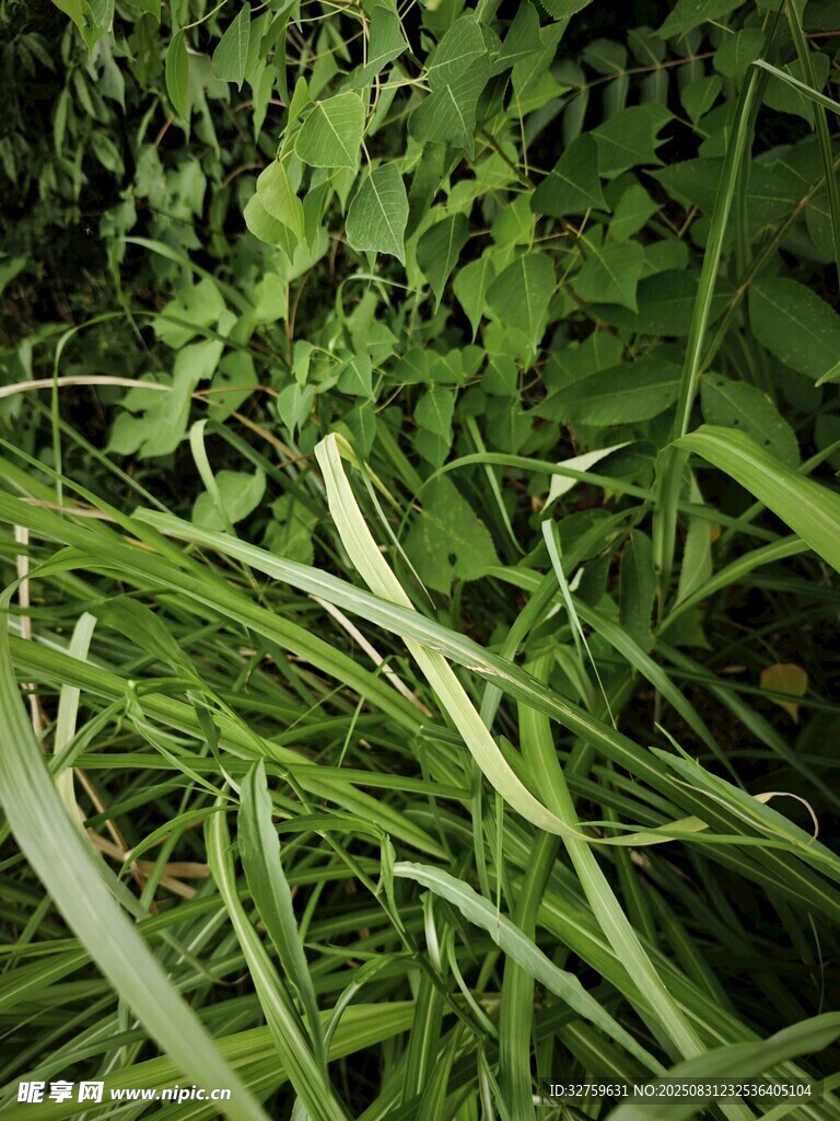 新鲜嫩绿的多种青草集合