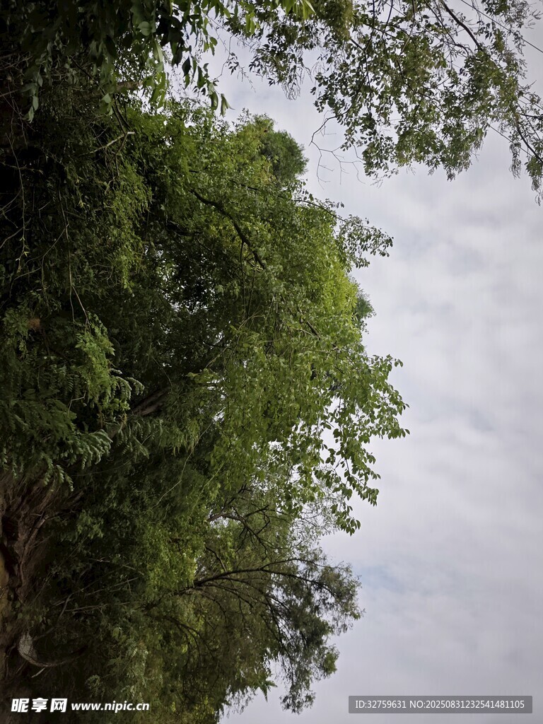 仰视茂密树林与天空
