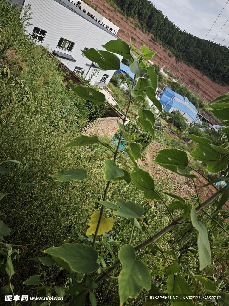 户外绿植旁的建筑景观