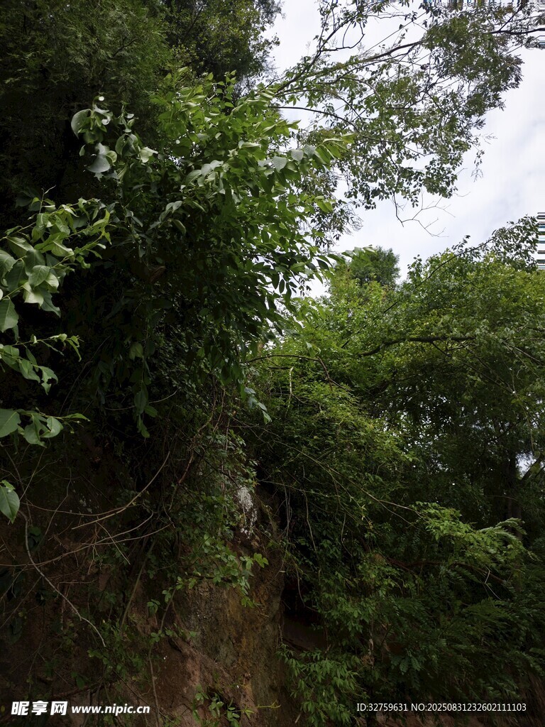 山林间繁茂绿植覆盖岩壁