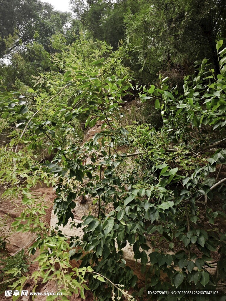 繁茂绿植